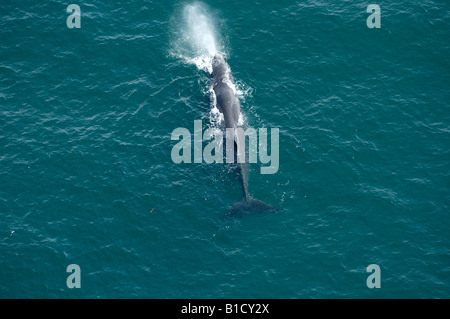 Cachalot Physeter macrocephalus soufflant Kaikoura Nouvelle-zélande Océan Pacifique Sud Banque D'Images