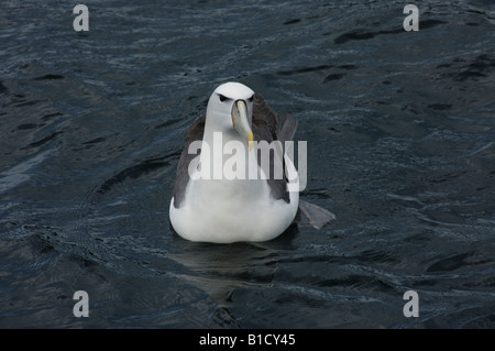 Albatros Diomedea blanc d'entrée de l'île Stewart Patterson steadi Nouvelle-zélande Océan Pacifique Sud Banque D'Images