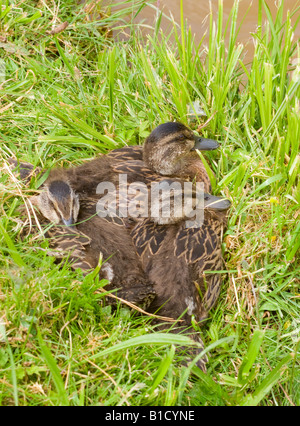 Les jeunes canetons au chaud sur le chemin de halage du canal de Trent et Mersey près de Rode Heath Cheshire England Royaume-Uni Banque D'Images