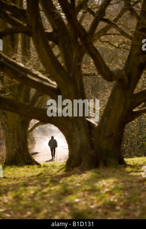 Un homme âgé marche sur Hampstead Heath, Londres Banque D'Images