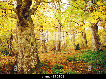 Bois de hêtre à l'automne. La Sierra de Cantabria. L'Alava province. Pays Basque. L'Espagne. Banque D'Images