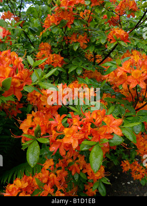 Azalea Rhododendron calendulaceum (flamme) Banque D'Images