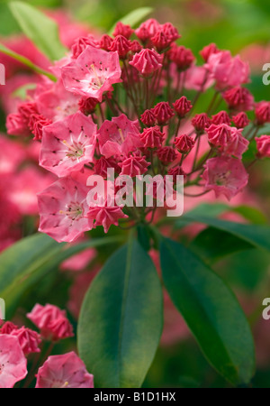 KALMIA LATIFOLIA CALICO CHARME ROSE BUSH Banque D'Images