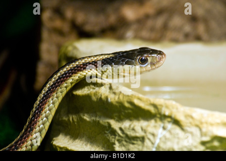 La couleuvre rayée (Thamnophis sirtalis) est un serpent venimeux non indigène de l'Amérique du Nord. Banque D'Images