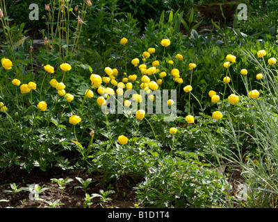 (Trollius europaeus globeflower européenne) Banque D'Images