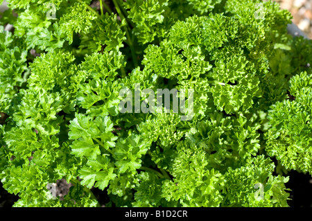 Les herbes comestibles persil plat gondolé Banque D'Images