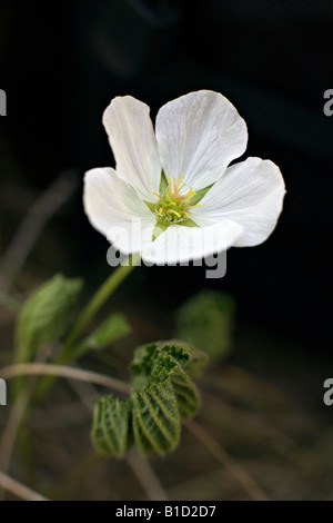 La chicouté Rubus chamaemorus appelé aussi fleur de chicoutés Banque D'Images