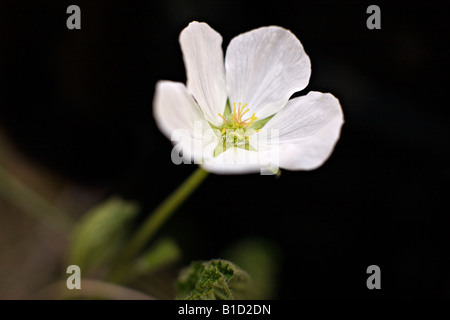 La chicouté Rubus chamaemorus appelé aussi fleur de chicoutés Banque D'Images