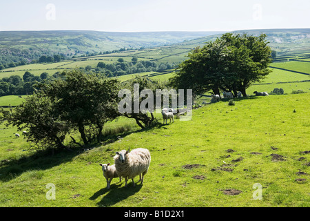 Moutons dans la campagne près de Bradfield, Peak District, South Yorkshire, Angleterre, Royaume-Uni Banque D'Images