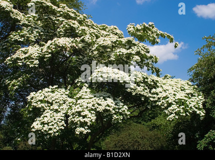 CORNUS KOUSA DOGWOOD À RHS WISLEY Banque D'Images