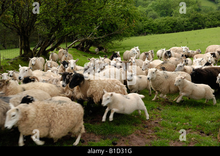 Troupeau de moutons dans la colline galloise Black Mountains Angleterre Pays de Galles border UK Banque D'Images