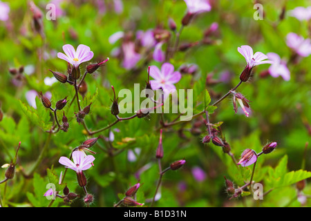 Geranium robertianum herbe Robert Banque D'Images