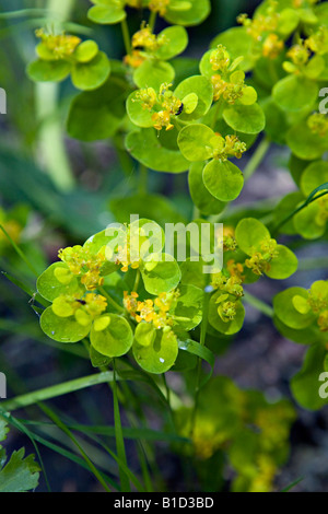 Euphorbia palustris Bog Spurge fleurs Banque D'Images