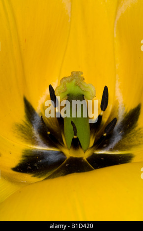 Close up of centre de fleur tulipe jaune Banque D'Images