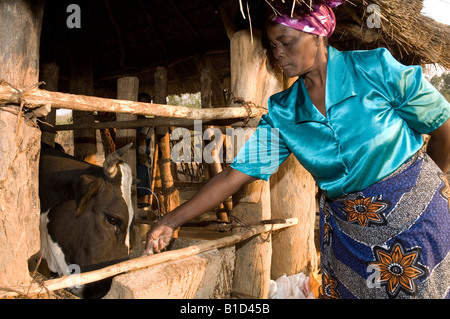 Une femme africaine qui est un agriculteur nourrit son les petits producteurs laitiers, les vaches, la Zambie Magoye Banque D'Images