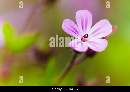 Geranium robertianum herbe Robert Banque D'Images