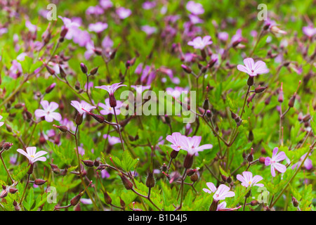 Geranium robertianum herbe Robert Banque D'Images