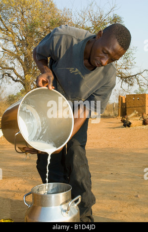 Agriculteur verse du lait frais dans une boîte du lait, petits agriculteurs en Zambie, de Magoye Banque D'Images