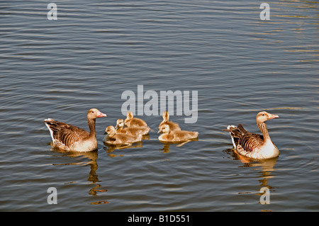 L'eau une cygnet oies oiseaux oeufs parents mère père poule nid d'aile jeune poulet Banque D'Images