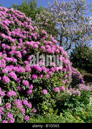 Rhododendron (rhododendron catawbiense catawba 'grandiflorum') Banque D'Images