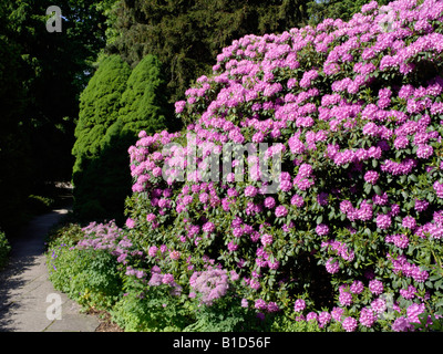 Rhododendron (rhododendron catawbiense catawba 'grandiflorum') Banque D'Images