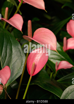 Fleur d'anthurium andraeanum flamingo ('micra') Banque D'Images