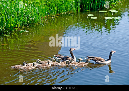 Les parents d'oiseaux d'eau des oies mère père poule nid d'aile jeune poulet Banque D'Images