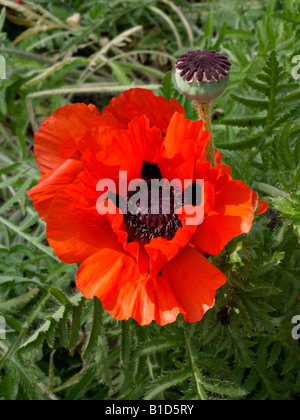 Pavot d'Orient (Papaver orientale) Banque D'Images