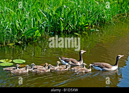 L'eau une cygnet oies oiseaux oeufs parents mère père poule nid d'aile jeune poulet Banque D'Images