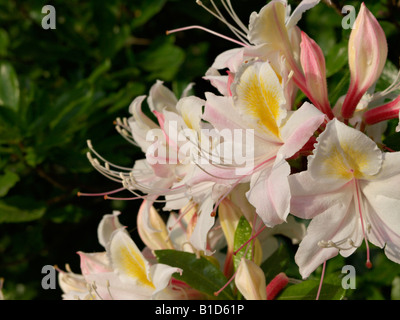Azalea occidental (rhododendron occidentale) Banque D'Images
