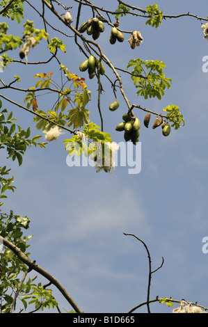 Kapok Ceiba pentandra arbre coton soie Banque D'Images