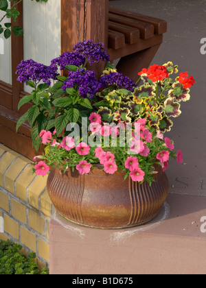 Les pétunias (petunia), pélargonium (géranium) et héliotropes (heliotropium) Banque D'Images