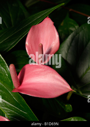 Fleur d'anthurium andraeanum flamingo ('micra') Banque D'Images