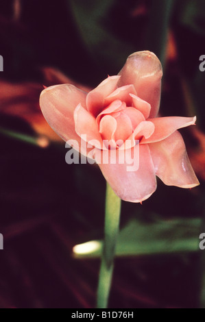 Plante tropicale en fleur de gingembre Banque D'Images