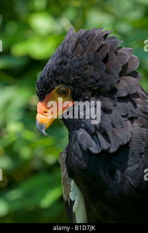 Aigle Bateleur Terathopius ecaudatus :. Prisonnier Banque D'Images