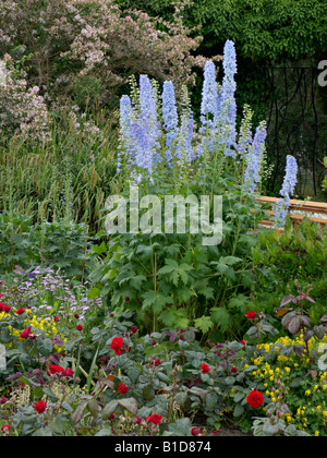 Larkspurs (Delphinium elatum) et les roses (rosa) Banque D'Images