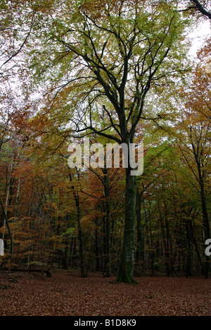 Couleurs d'automne dans la forêt Banque D'Images