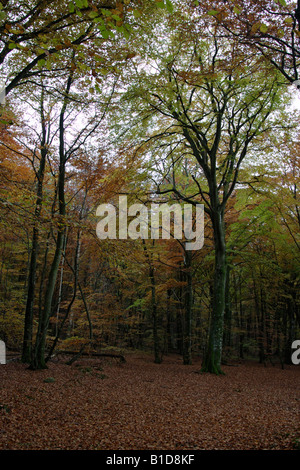 Couleurs d'automne dans la forêt Banque D'Images