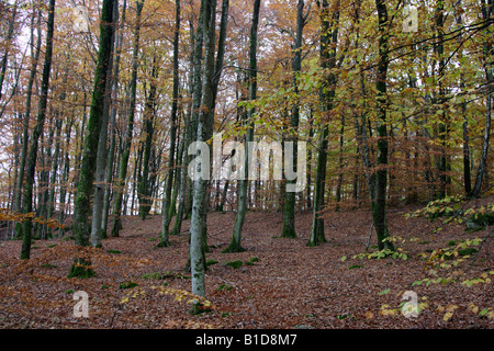 Couleurs d'automne dans la forêt Banque D'Images