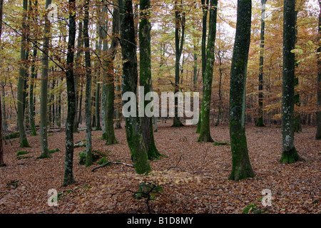 Couleurs d'automne dans la forêt Banque D'Images