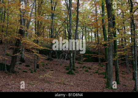 Couleurs d'automne dans la forêt Banque D'Images