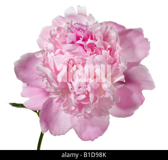 La pivoine 'Mons. Jules Elie' (Paeonia lactiflora) Banque D'Images