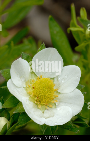 Cutivated fleur de fraisier Fragaria ananassa var. 'Tentation' Banque D'Images