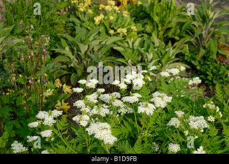 Sweet cicily Myrrhis odorata dans un lit de fleurs sauvages Banque D'Images