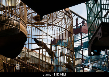 L'île de Java, Indonésie Yogyakarta marché aux oiseaux cose jusqu des oiseaux dans des cages suspendues Banque D'Images