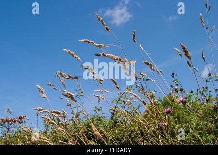 Au-dessus de l'herbe haute haie contre ciel bleu et nuages filandreux Banque D'Images