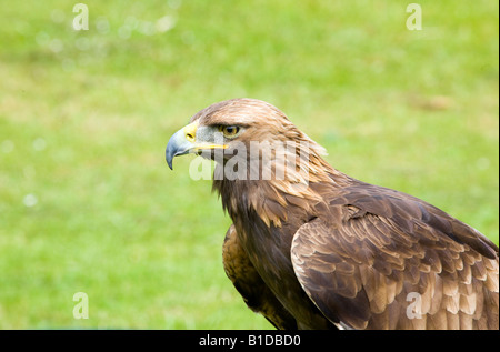 L'Aigle royal Aquila chrysaetos Banque D'Images