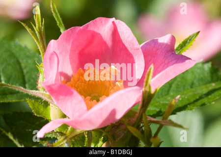 Close up of dog rose rosa canina dans la campagne du Somerset Banque D'Images