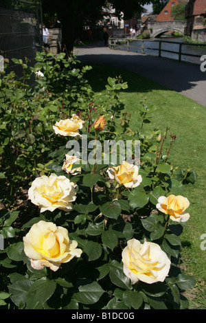 Ville de Winchester, en Angleterre. Roses jaunes sur les rives de la rivière avec l'Itchen Winchester City Bridge en arrière-plan. Banque D'Images