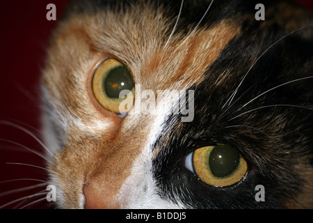 Un portrait tiré d'une carapace de tortue cat Banque D'Images